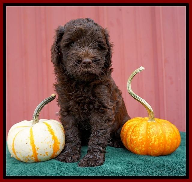 Jetta Parson 2 pups 6 wks old 71