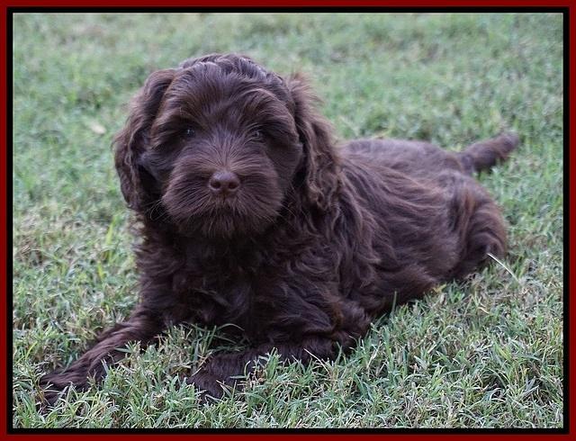 Jetta Parson 2 pups 7 wks old 111
