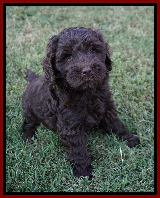 Jetta Parson 2 pups 7 wks old 141