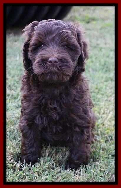 Jetta Parson 2 pups 7 wks old 91