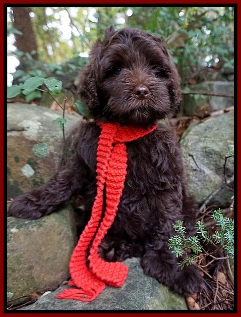 Jetta Parson 2 pups 8 wks old 21