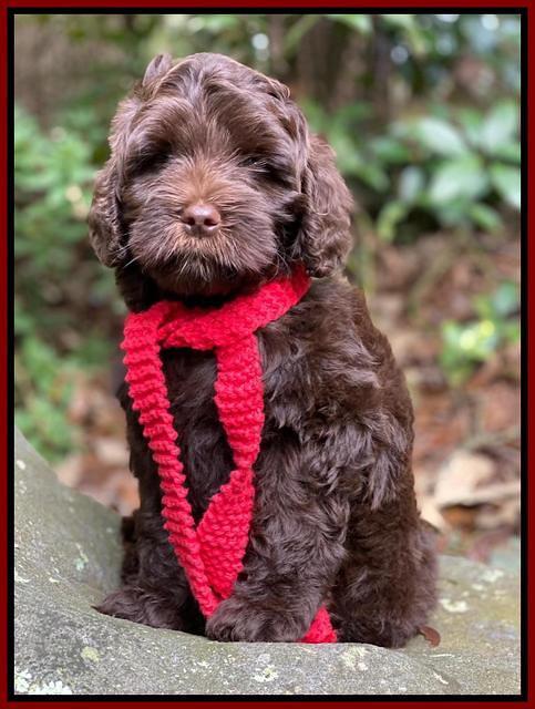 Jetta Parson 2 pups 8 wks old 51