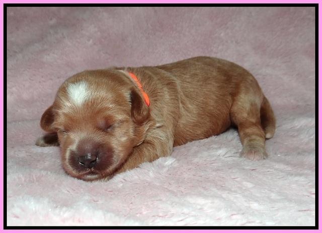 Jetta Parson 2 1 wk old 61