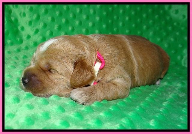 Jetta Parson 2 2 wks old81