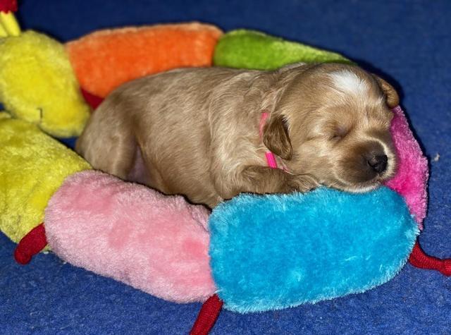 Jetta Parson 2 2 wks old91