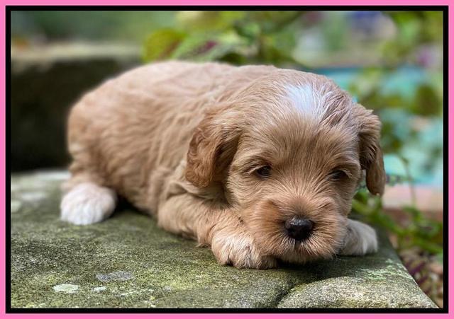 Jetta Parson 2 4 wks old111