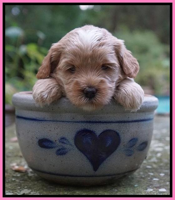 Jetta Parson 2 4 wks old121