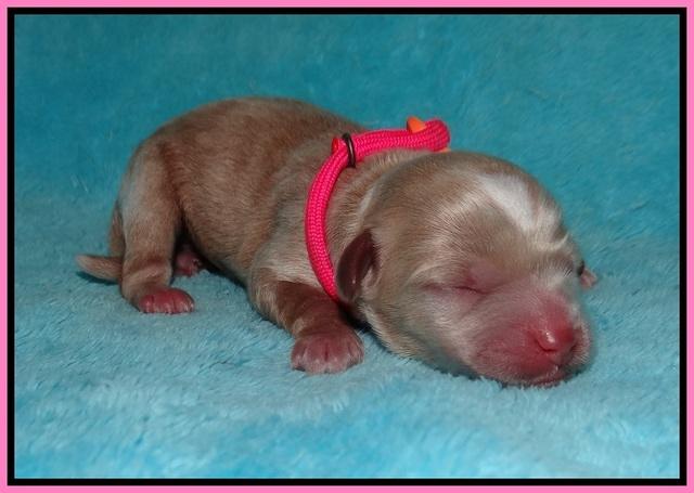 Jetta Parson 2 Newborn 51