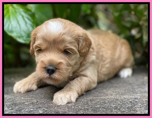 Jetta Parson 2 pups 3 wks old 91