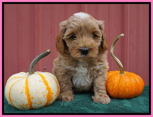 Jetta Parson 2 pups 6 wks old 101