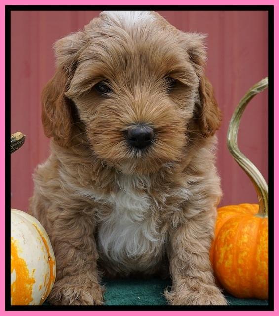 Jetta Parson 2 pups 6 wks old 111