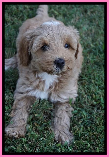 Jetta Parson 2 pups 7 wks old 161