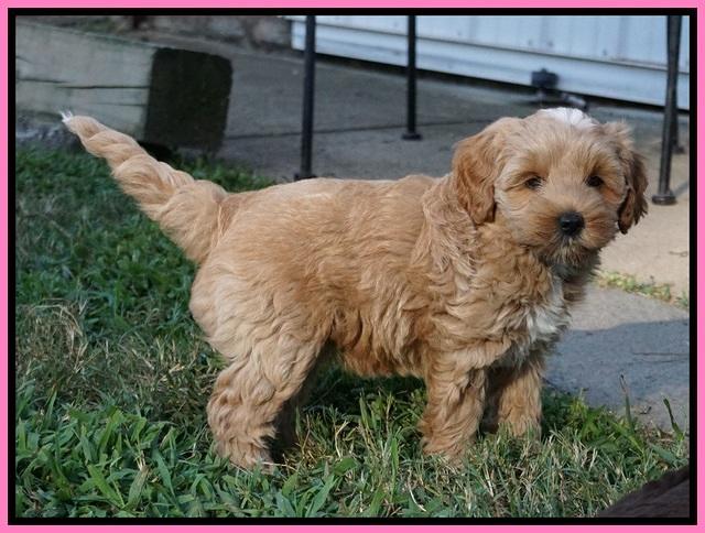 Jetta Parson 2 pups 7 wks old 181