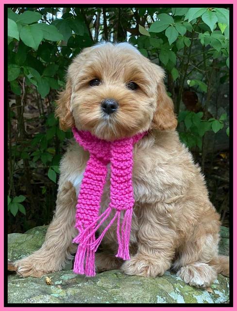 Jetta Parson 2 pups 8 wks old 131