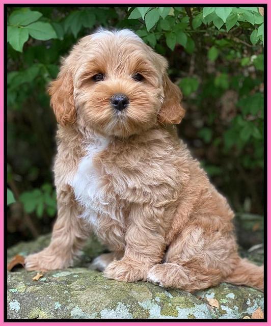 Jetta Parson 2 pups 8 wks old 7100