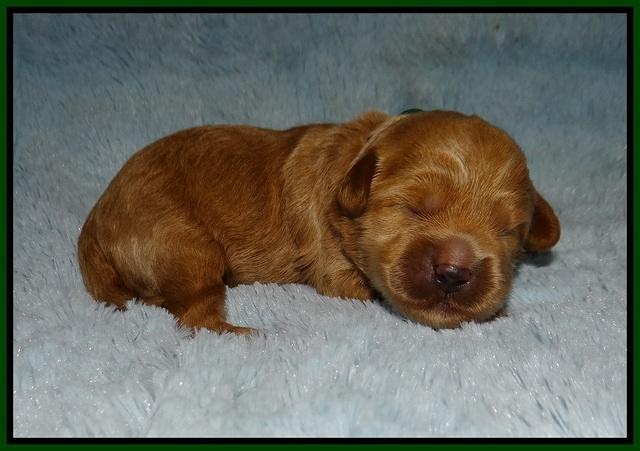 Jetta Parson 2 1 wk old 91