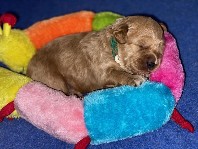 Jetta Parson 2 2 wks old121