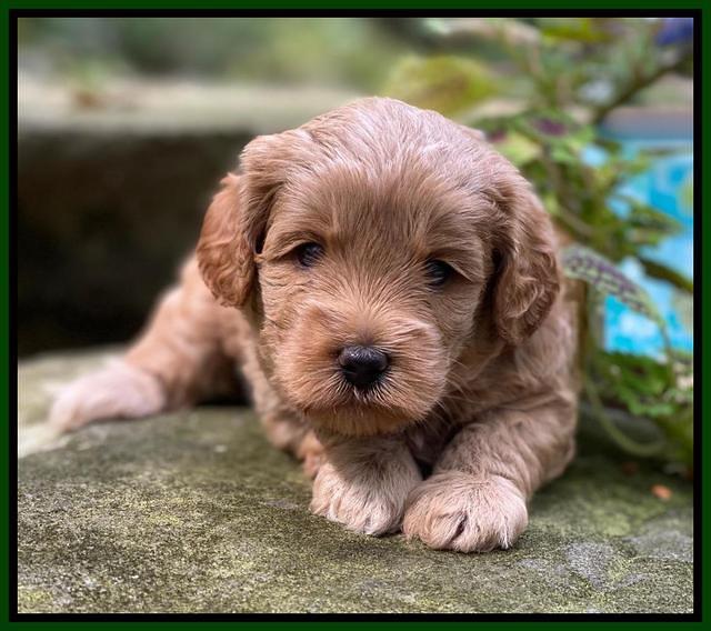 Jetta Parson 2 4 wks old161