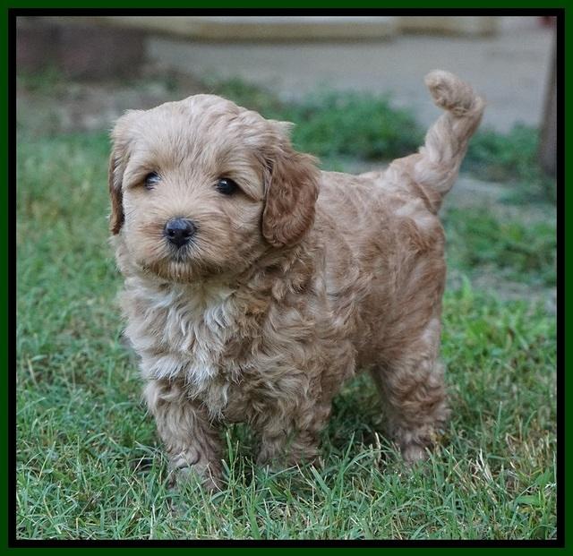 Jetta Parson 2 pups 5 wks old 201