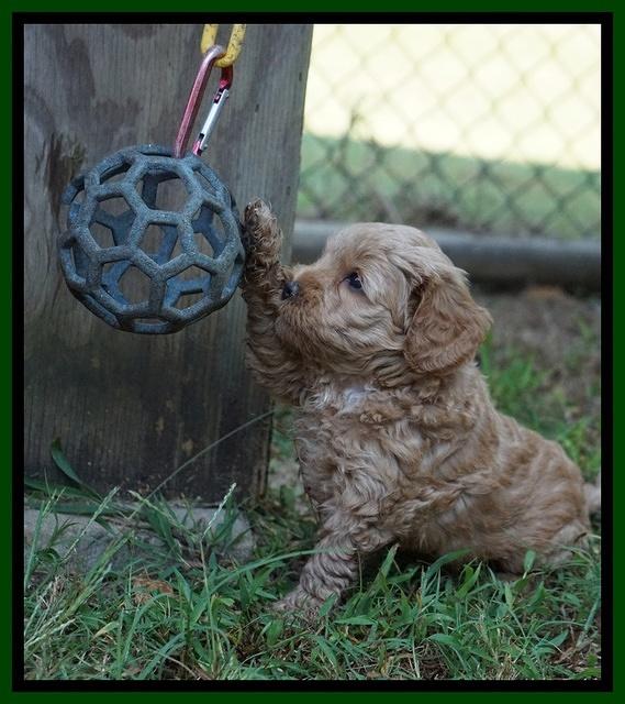 Jetta Parson 2 pups 5 wks old 211