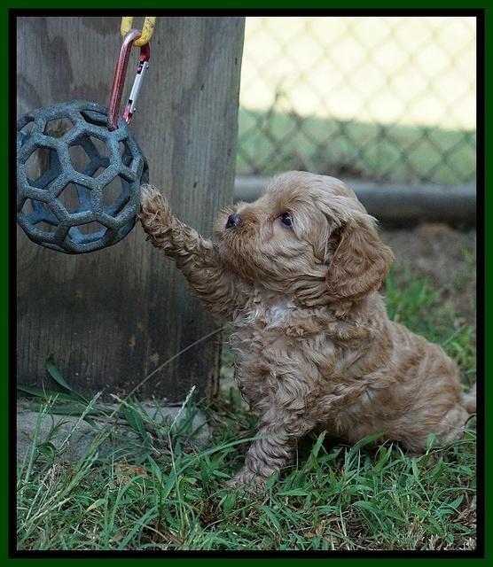 Jetta Parson 2 pups 5 wks old 221