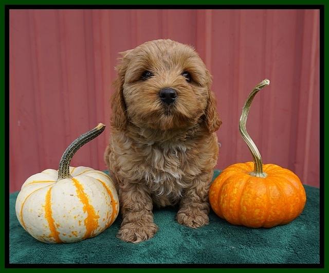 Jetta Parson 2 pups 6 wks old 141