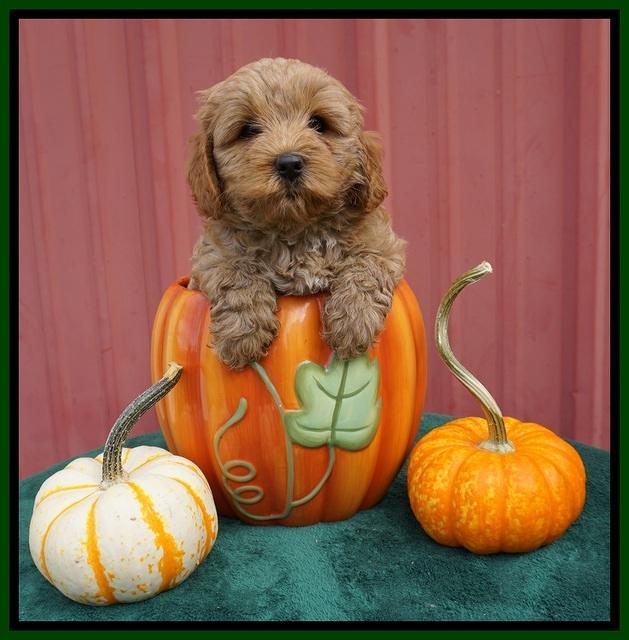 Jetta Parson 2 pups 6 wks old 151