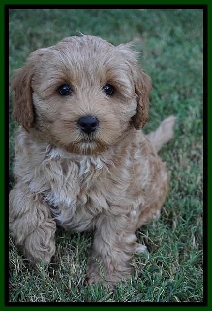 Jetta Parson 2 pups 7 wks old 241