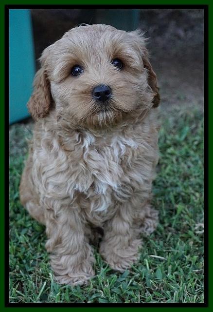 Jetta Parson 2 pups 7 wks old 251