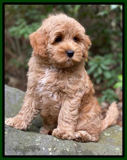 Jetta Parson 2 pups 8 wks old 221