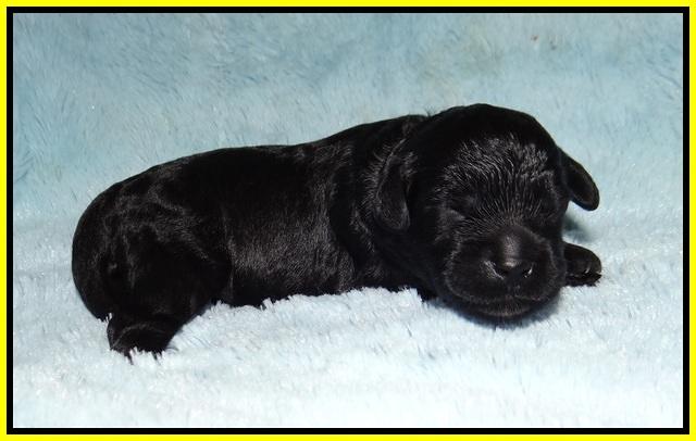 Jetta Parson 2 1 wk old 111