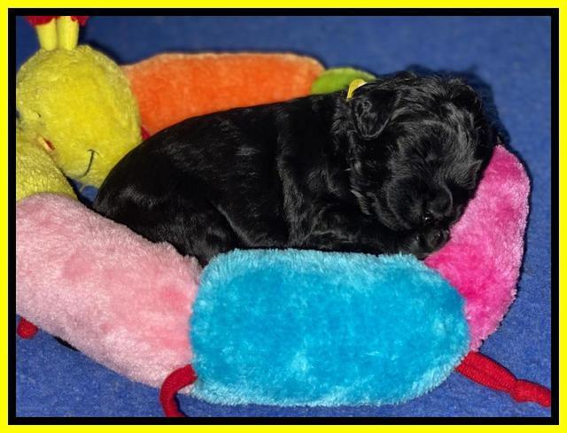 Jetta Parson 2 2 wks old151