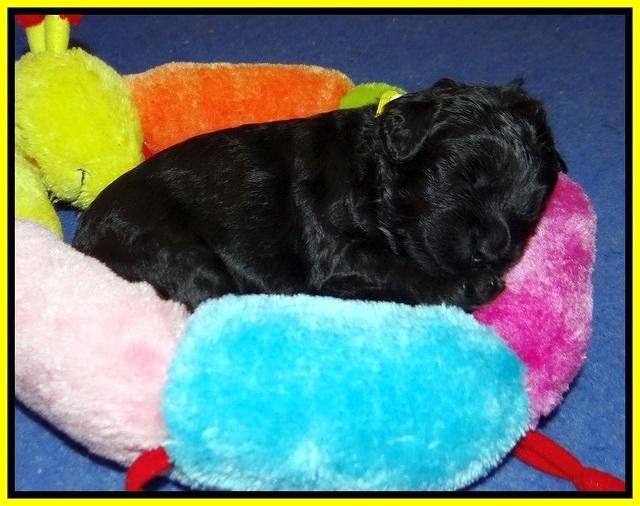 Jetta Parson 2 2 wks old161