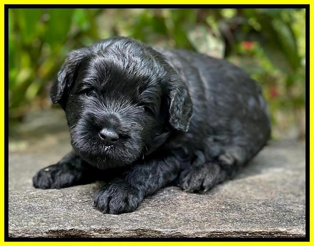 Jetta Parson 2 pups 3 wks old 151