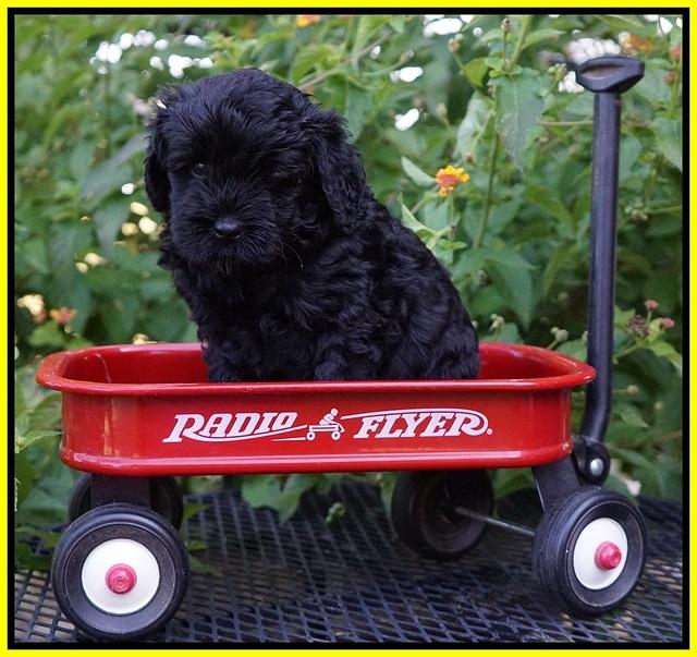 Jetta Parson 2 pups 5 wks old 271