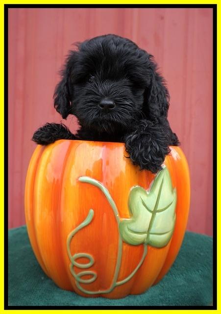 Jetta Parson 2 pups 6 wks old 171