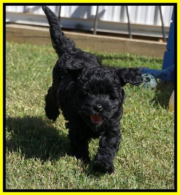 Jetta Parson 2 pups 7 wks old 321