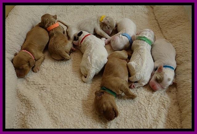JB pups 5 days old 7