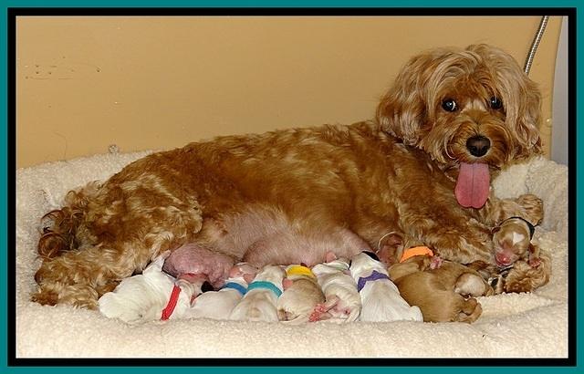 JBR newborn group pics 7