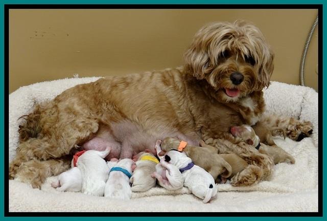 JBR newborn group pics 9