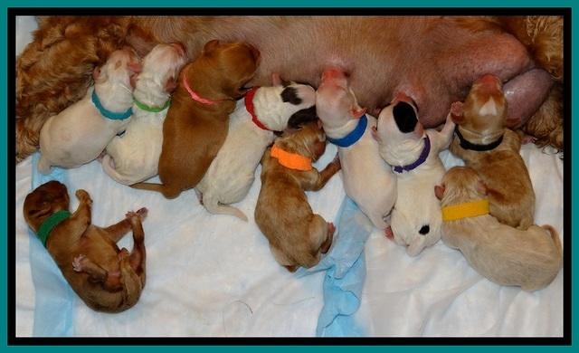 JBR pups newborn group 3