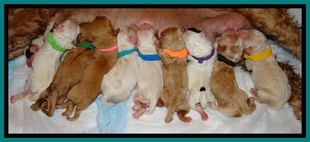 JBR pups newborn group