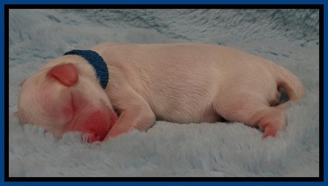 JB pups 1 day old 4