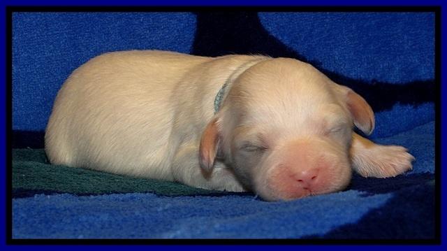 JBR pups 1 wk old 4
