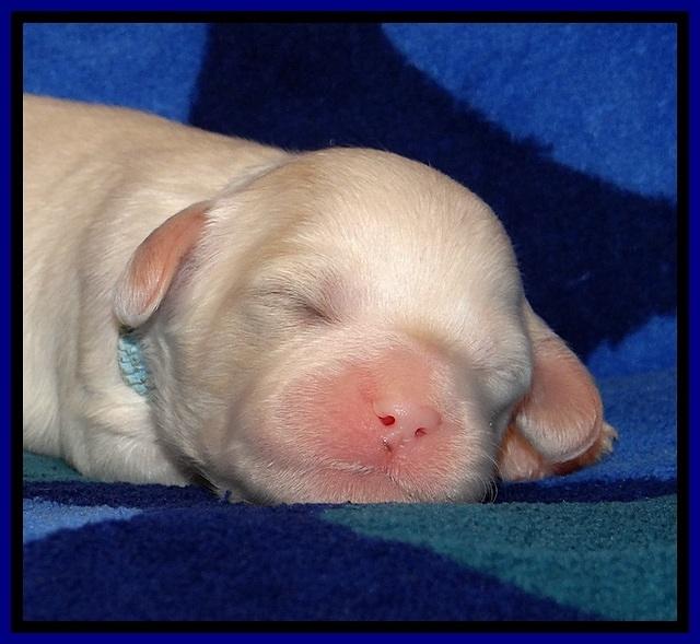 JBR pups 1 wk old 7