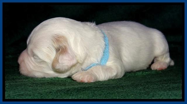 JBR pups 2 wks old 8