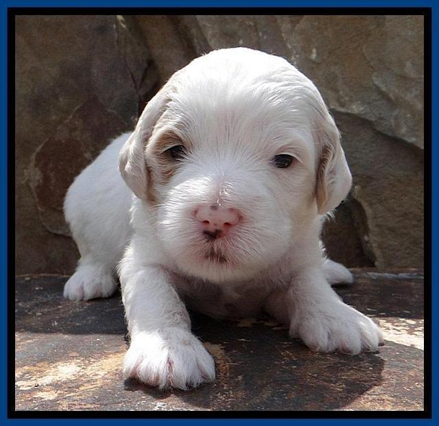 JBR pups 3 wks old 2