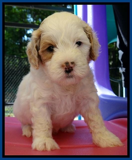 JBR pups 5 wks old 5