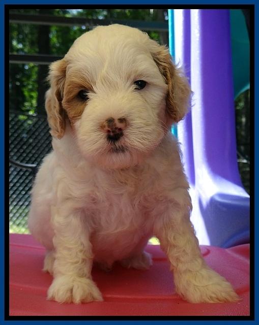 JBR pups 5 wks old 6