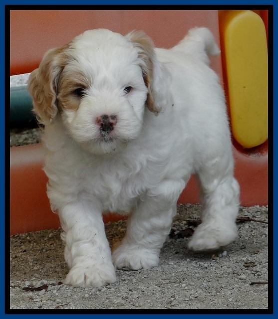 JBR pups 6 wks old 3